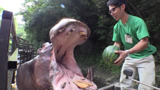 Бегемот и арбузы