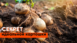 «Самая полезная программа»: секрет идеальной картошки